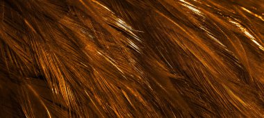 turuncu horoz tüyleri. arkaplan veya doku