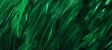 Yeşil horoz tüyleri. arkaplan veya doku