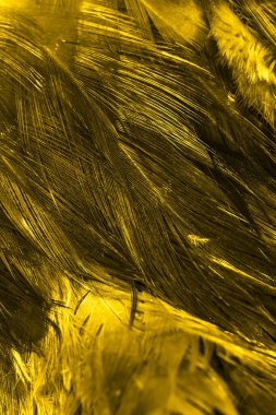 Altın horoz tüyleri. arkaplan veya doku