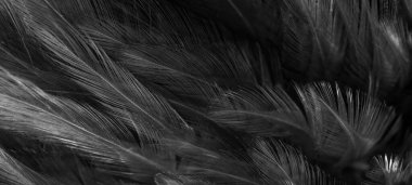 Siyah horoz tüyleri. arkaplan veya doku