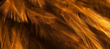 turuncu horoz tüyleri. arkaplan veya doku