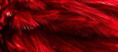 Kırmızı horoz tüyleri. arkaplan veya doku