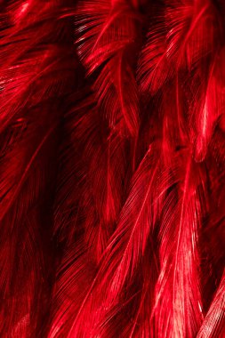 Kırmızı horoz tüyleri. arkaplan veya doku