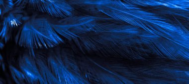 Mavi horoz tüyleri. arkaplan veya doku