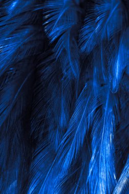 Mavi horoz tüyleri. arkaplan veya doku