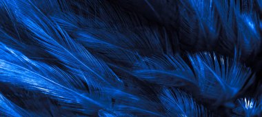 Mavi horoz tüyleri. arkaplan veya doku