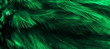 Yeşil horoz tüyleri. arkaplan veya doku