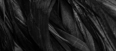 Siyah horoz tüyleri. arkaplan veya doku