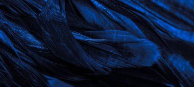 Mavi horoz tüyleri. arkaplan veya doku