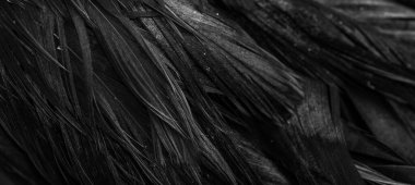 Siyah horoz tüyleri. arkaplan veya doku
