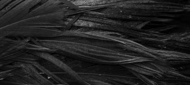 Siyah horoz tüyleri. arkaplan veya doku