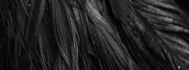 Siyah horoz tüyleri. arkaplan veya doku