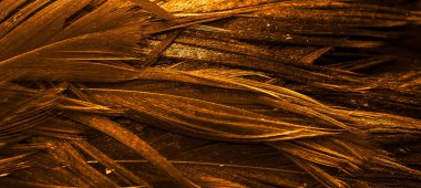 turuncu horoz tüyleri. arkaplan veya doku