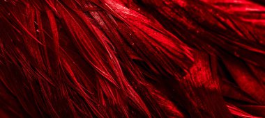 Kırmızı horoz tüyleri. arkaplan veya doku