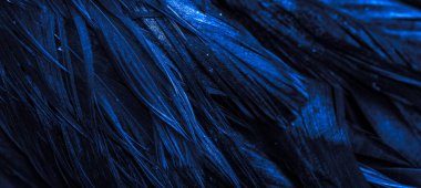 Mavi horoz tüyleri. arkaplan veya doku