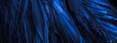 Mavi horoz tüyleri. arkaplan veya doku