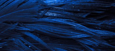 Mavi horoz tüyleri. arkaplan veya doku