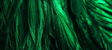 Yeşil horoz tüyleri. arkaplan veya doku