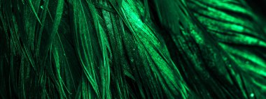 Yeşil horoz tüyleri. arkaplan veya doku