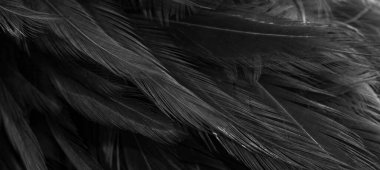 Siyah horoz tüyleri. arkaplan veya doku