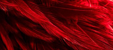 Kırmızı horoz tüyleri. arkaplan veya doku
