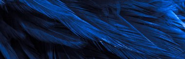 Mavi horoz tüyleri. arkaplan veya doku