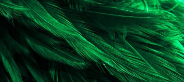 Yeşil horoz tüyleri. arkaplan veya doku