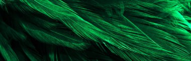 Yeşil horoz tüyleri. arkaplan veya doku