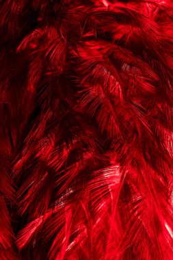 Kırmızı horoz tüyleri. arkaplan veya doku