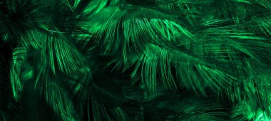 Yeşil horoz tüyleri. arkaplan veya doku