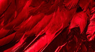 Kırmızı horoz tüyleri. arkaplan veya doku