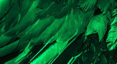 Yeşil horoz tüyleri. arkaplan veya doku