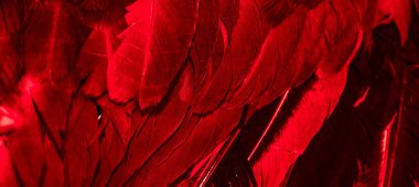 Kırmızı horoz tüyleri. arkaplan veya doku