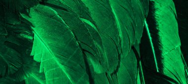 Yeşil horoz tüyleri. arkaplan veya doku