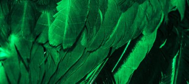 Yeşil horoz tüyleri. arkaplan veya doku