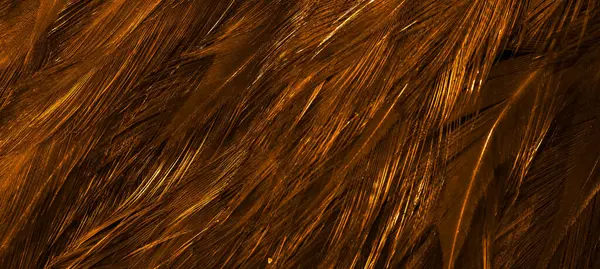 stock image orange rooster feathers. background or texture