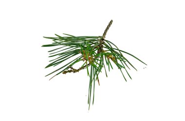 Beyaz izole bir arka planda bahar çamı