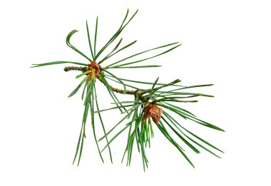 Beyaz izole bir arka planda bahar çamı