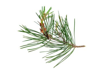 Beyaz izole bir arka planda bahar çamı