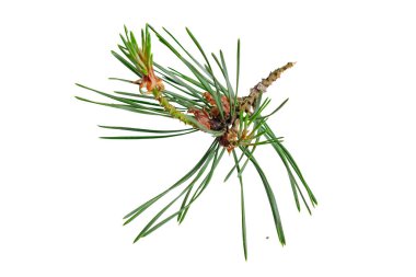 Beyaz izole bir arka planda bahar çamı