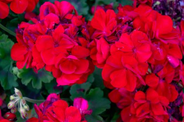 Kırmızı sardunyalar yeşil yaprakların arka planına karşı