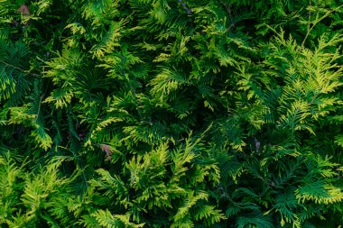 Eşkıyanın yeşil dalları. arkaplan veya doku