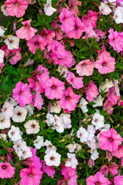 Beyaz ve pembe sardunyalar yeşil yaprakların arka planına karşı