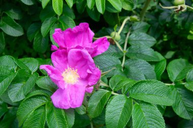 Yeşil yapraklı bir arka planda pembe yabani gül çiçekleri