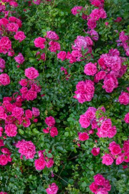 Yeşil yapraklı pembe gül çiçekleri