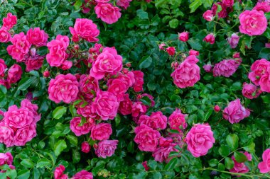 Yeşil yapraklı pembe gül çiçekleri