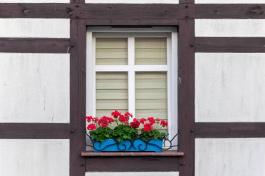 Beyaz bir duvara karşı pencere pervazında kırmızı sardunyalar