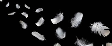 Siyah arka planda beyaz kaz tüyü