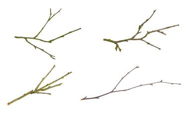 Beyaz izole arkaplanda kuru dal