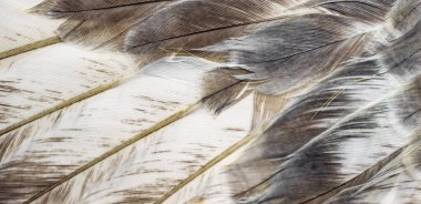 Beyaz ve kahverengi güvercin tüyleri. arkaplan veya doku